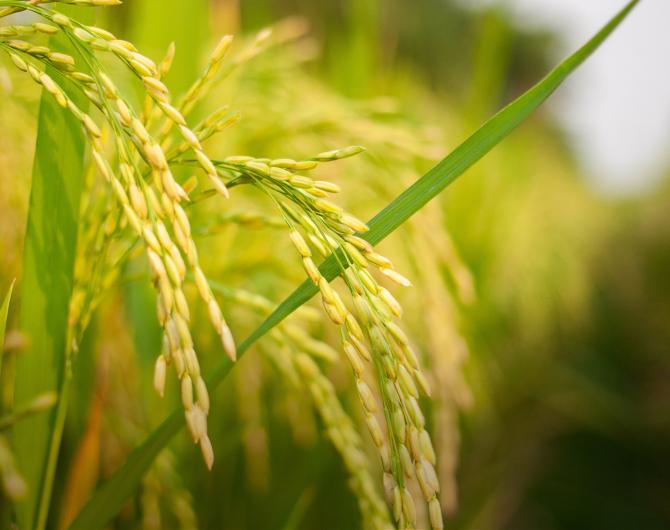 Healthy wheat crop growing in a green field