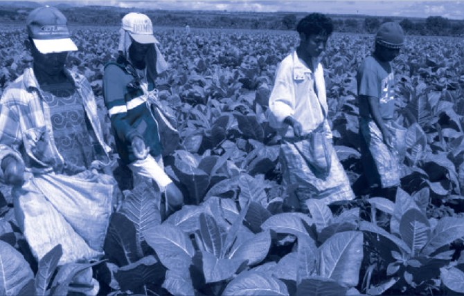 Tobacco Farmers in Phillipines 